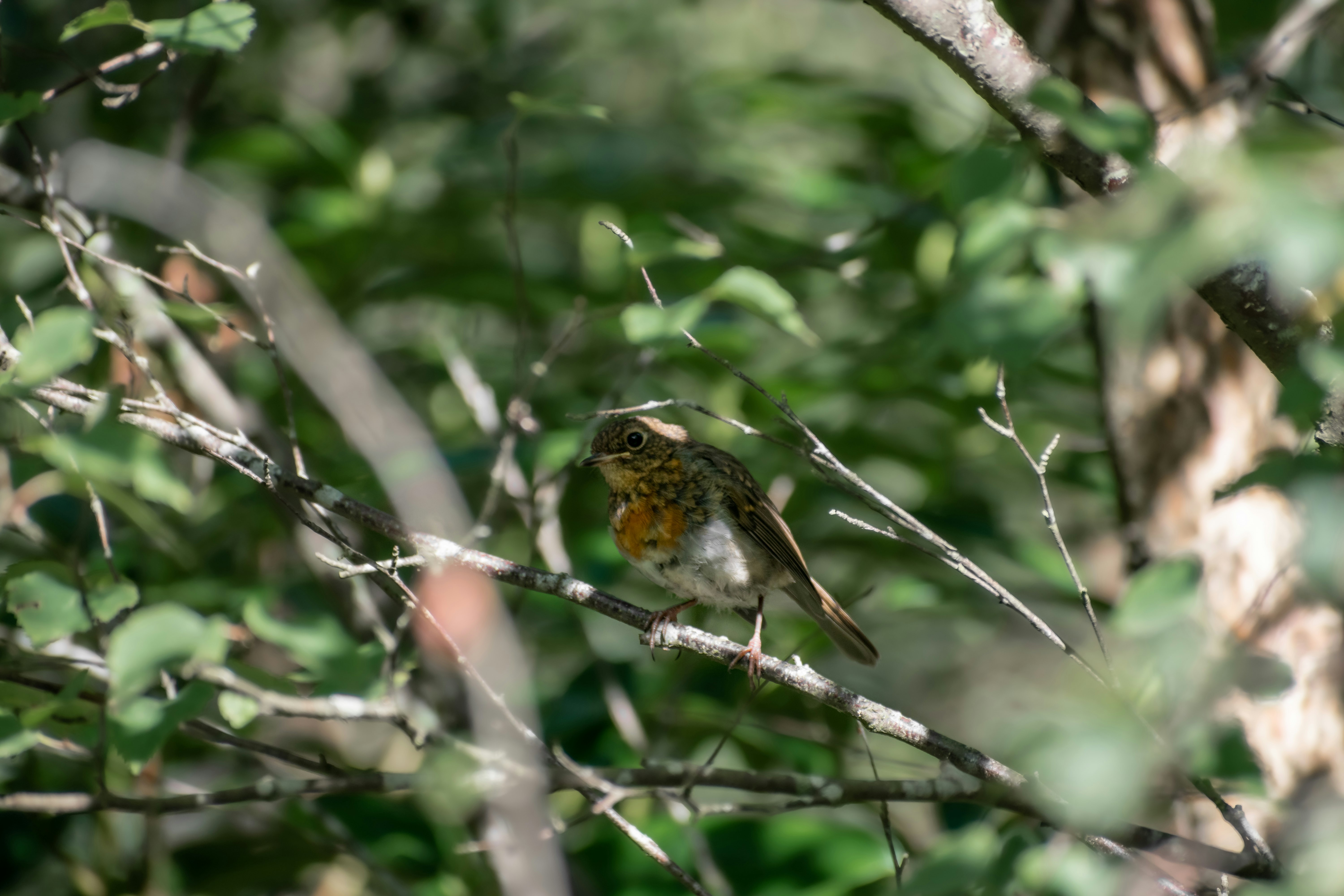 brown and white bird on tree branch during daytime